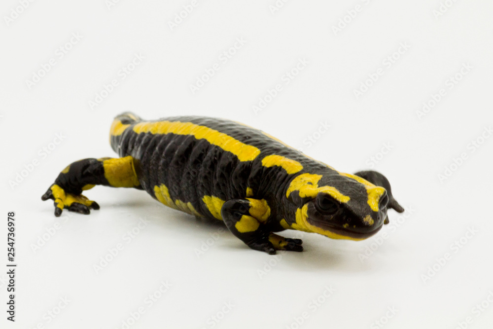 Ein Feuersalamander in der Seitenansicht freigestellt auf weißem Untergrund Ein Feuersalamander in der Seitenansicht freigestellt auf weißem Untergrund