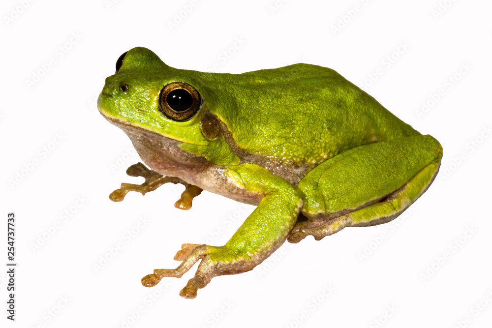 Ein freigestellter Laubfrosch in der Seitenansicht auf weissem Untergrund Ein freigestellter Laubfrosch in der Seitenansicht auf weissem Untergrund