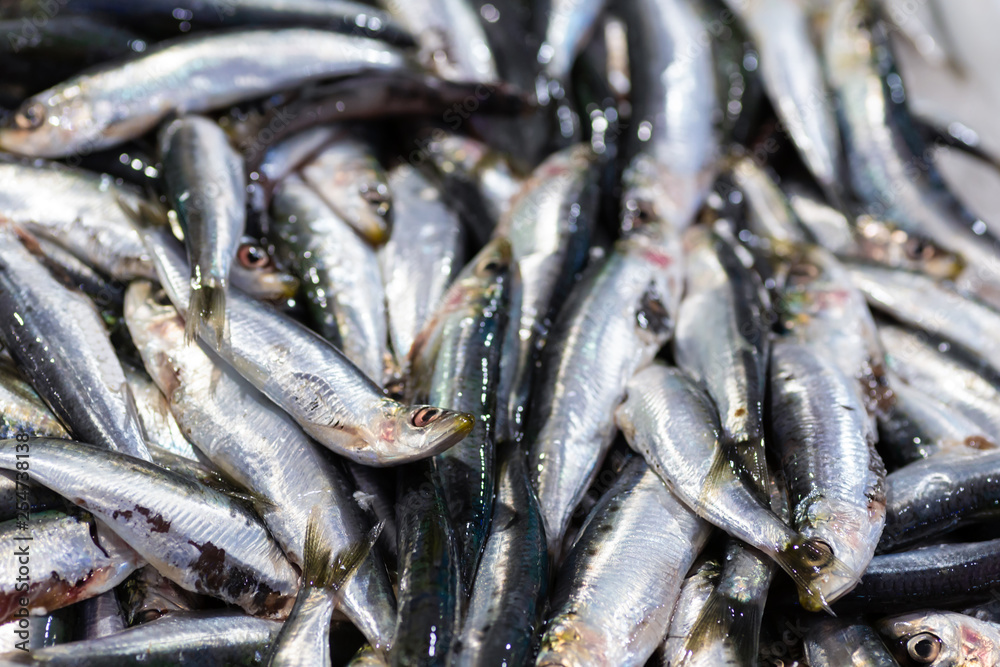 Sardinas Sardinas