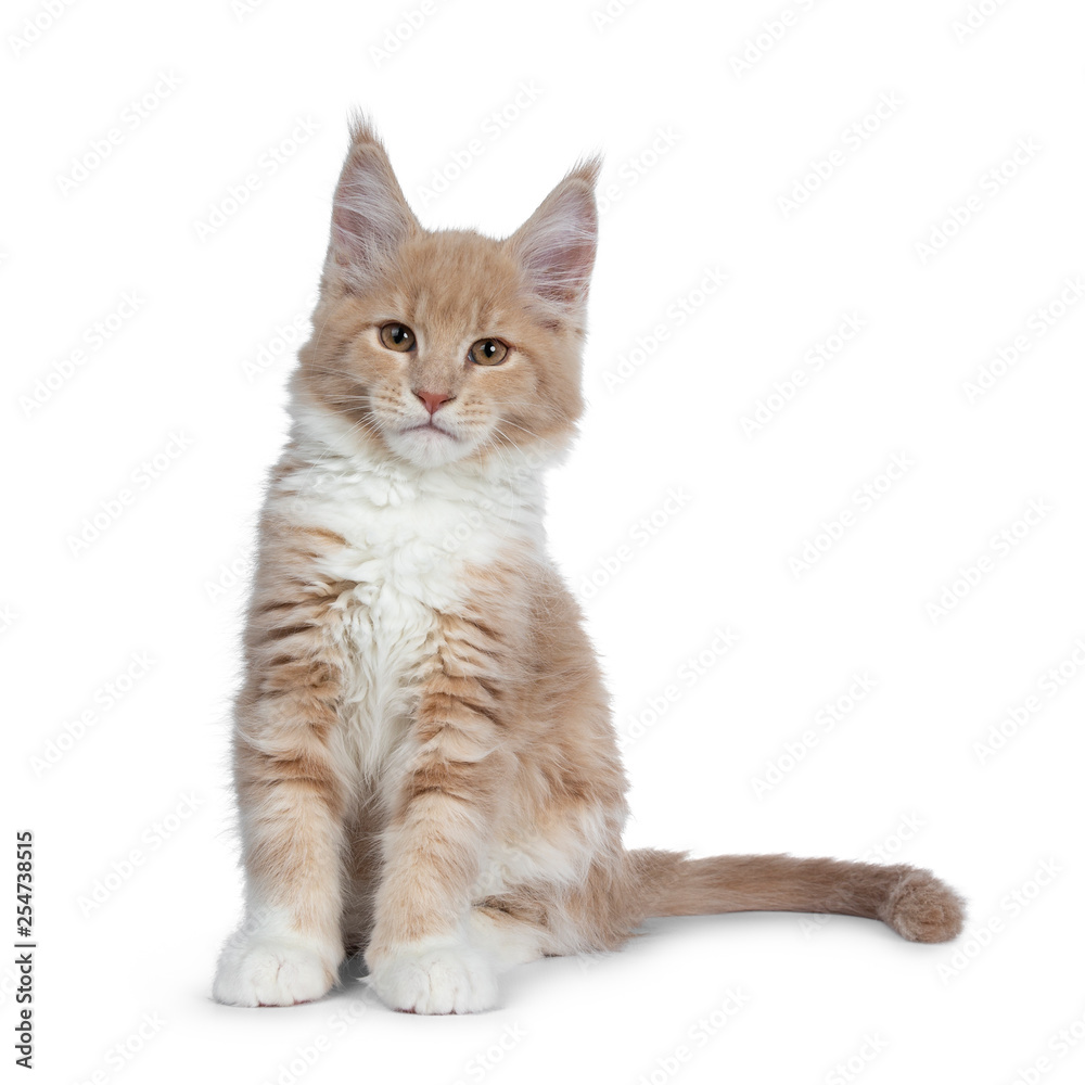 Obraz premium Cute cream with white Maine Coon cat kitten, sitting straight up facing front. Looking cheeky straight ahead at lens with brown eyes. Isolated on a white background. 