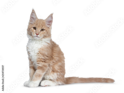 Cute cream with white  Maine Coon cat kitten  sitting side ways. Looking cheeky straight at lens with brown eyes. Isolated on a white background. Tail behind body. 