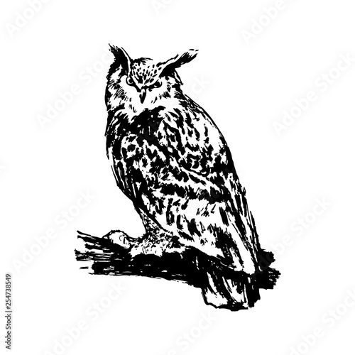 Wallpaper Mural Hand drawn owl sketch illustration. Vector black ink drawing isolated on white background. Grunge style Torontodigital.ca