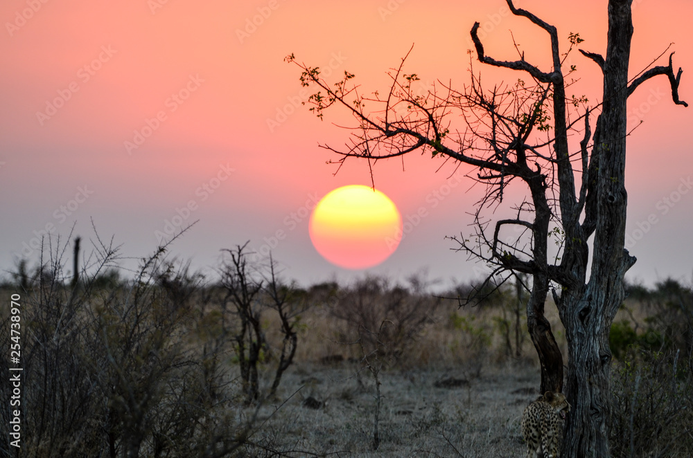A beautiful sunset seen at Mala Mala Reserve near Johannesburg South Africa A beautiful sunset seen at Mala Mala Reserve near Johannesburg South Africa