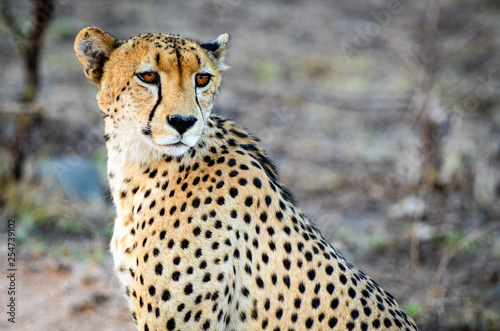 A cheetah looks at the sunset in Mala Mala Reserve near Johannesburg South Africa
