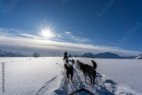 Hundeschlitten im Winter in Norwegen 