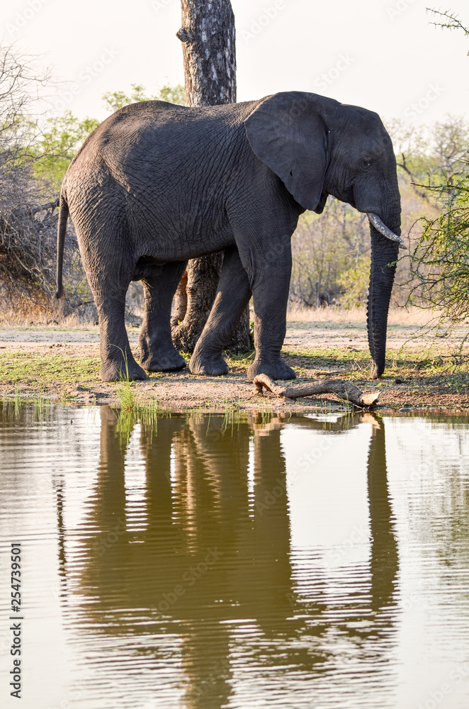 Fototapeta premium An elephant reflects in the calm waters of the waterhole at Mala Mala Reserve near Johannesburg South Africa