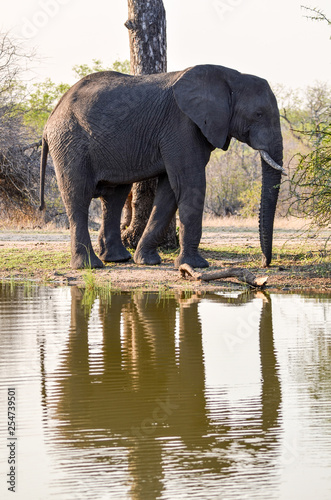 An elephant reflects in the calm waters of the waterhole at Mala Mala Reserve near Johannesburg South Africa