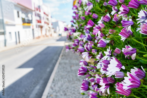 Wallpaper Mural Noon flowers leading down the street in sunny weather Torontodigital.ca