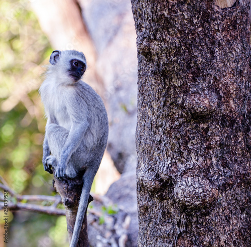 A vervet monkey pauses briefly at Mala Mala Reserve near Johannesburg South Africa