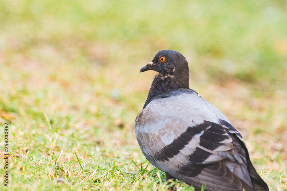 Pigeon on the grass in the park, Rock dove, Portrait of a Pigeon Pigeon on the grass in the park, Rock dove, Portrait of a Pigeon