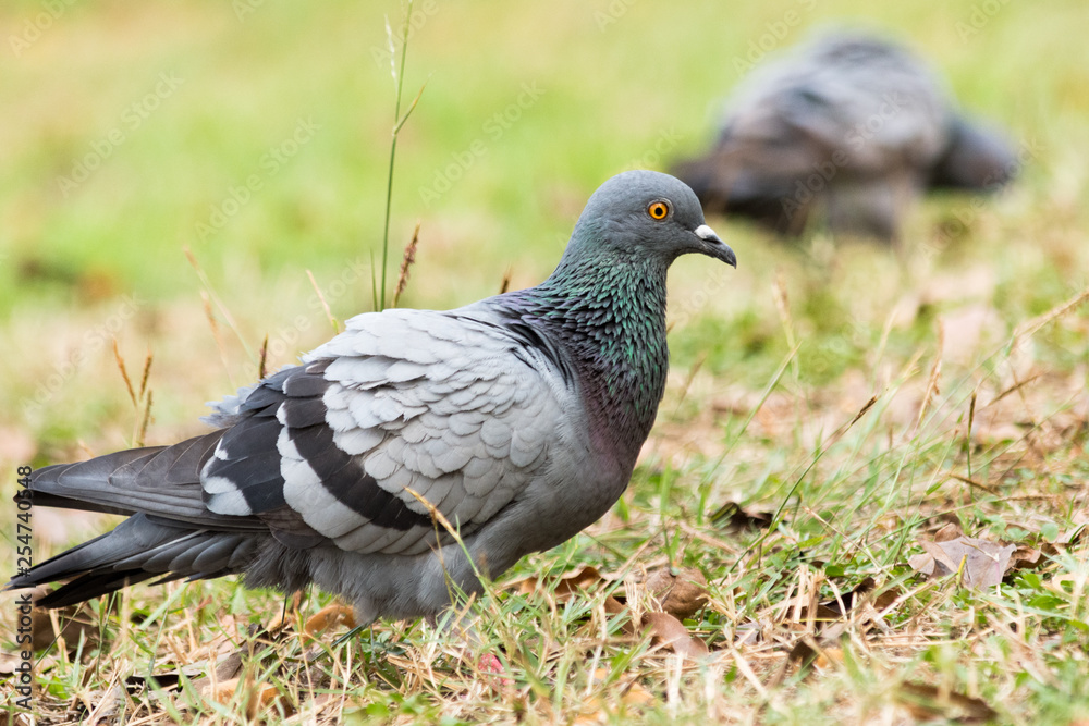 Pigeon on the grass in the park, Rock dove, Portrait of a Pigeon