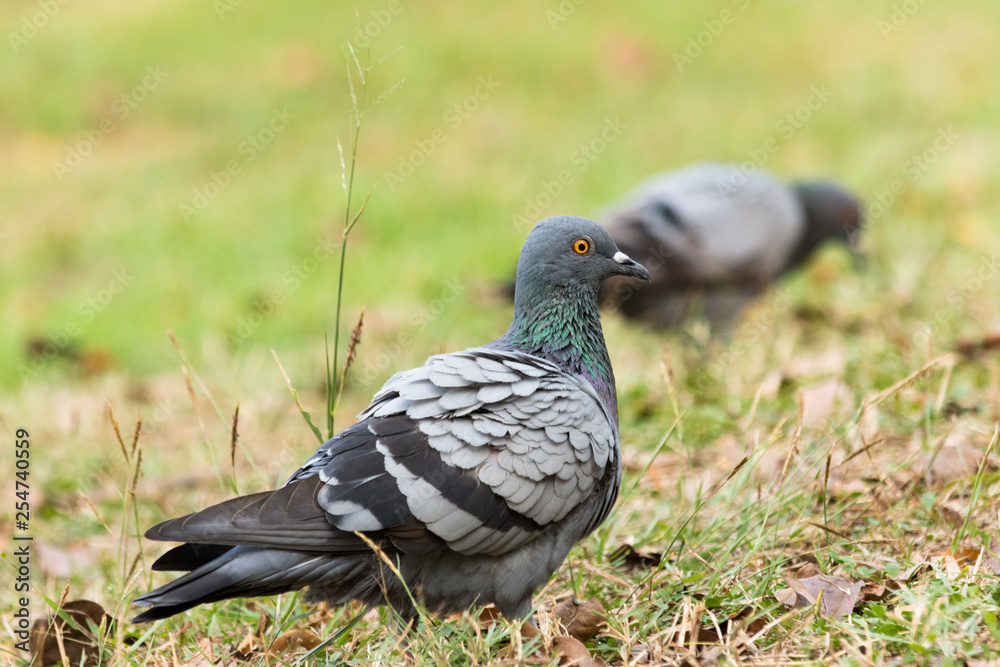 Pigeon on the grass in the park, Rock dove, Portrait of a Pigeon Pigeon on the grass in the park, Rock dove, Portrait of a Pigeon