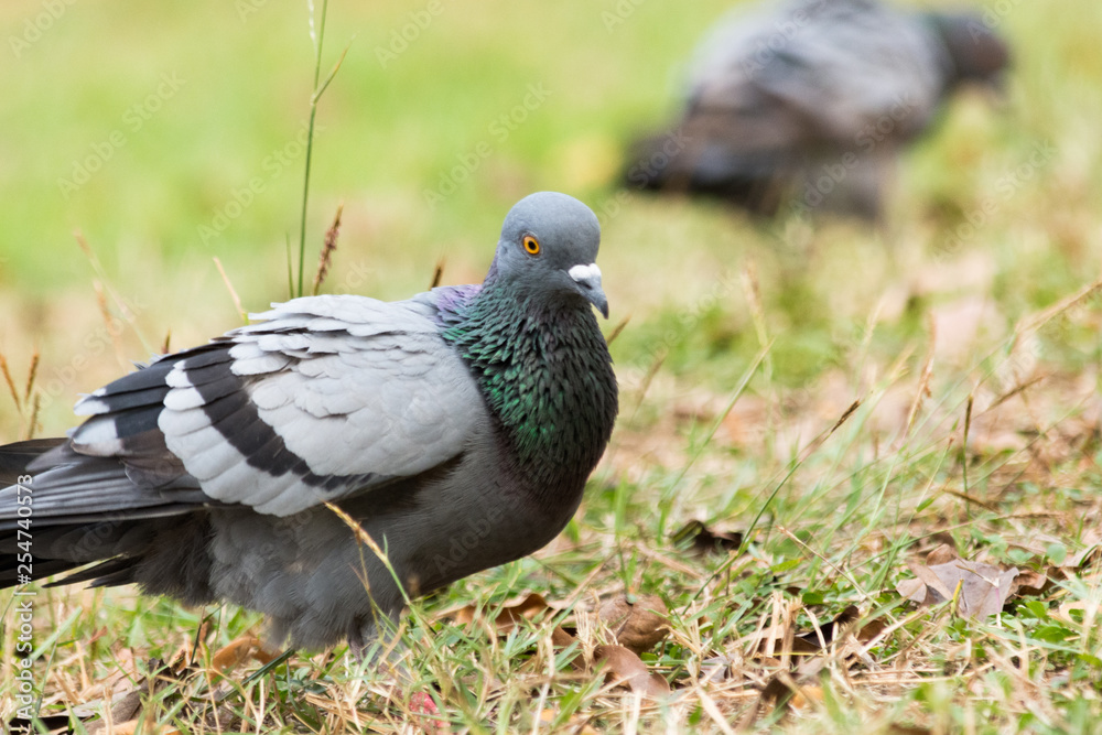 Pigeon on the grass in the park, Rock dove, Portrait of a Pigeon Pigeon on the grass in the park, Rock dove, Portrait of a Pigeon