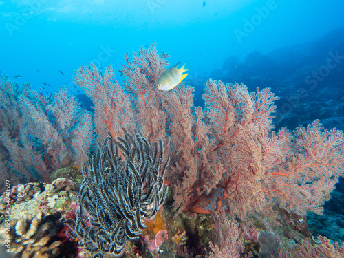 Diving Christmas Island