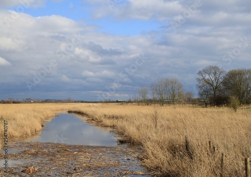 Fototapeta Naklejka Na Ścianę i Meble -  large ditch with golden reed beds in the dutch countryside in winter with beautiful reflection of blue sky with clouds in the water