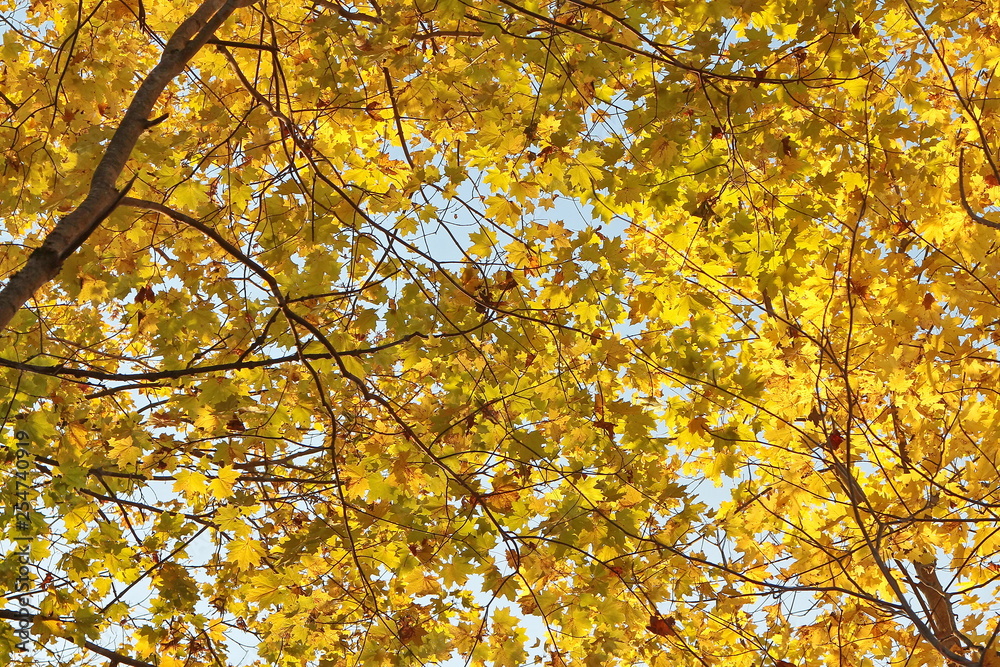 Maple leaves, autumn. Maple leaves, autumn.