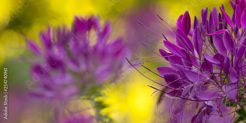 bright motley background of beautiful flowers cleoma