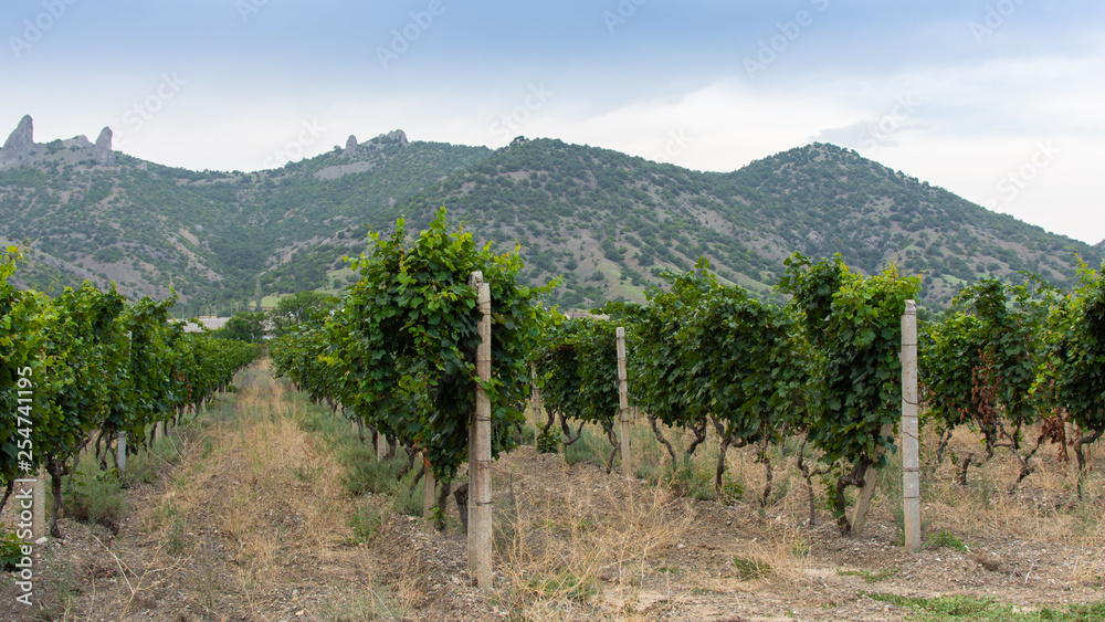 View of the Crimean mountains and the valley with vineyards
