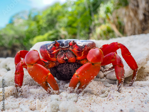Christmas Island Red Crabs