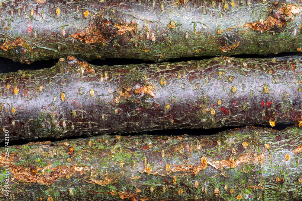Texture with plum and moss branches (collection of vegetal and natural fibers). Foreground. Texture with plum and moss branches (collection of vegetal and natural fibers). Foreground.