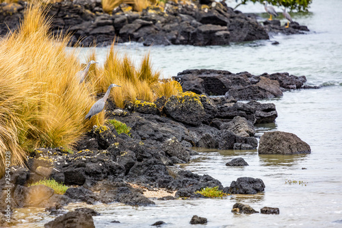 White faced heron (Egretta novaehollandiae). Auckland, Manukau Harbour. North Island. New Zealand.