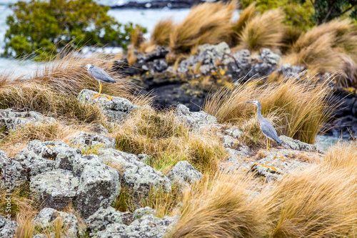 White faced heron (Egretta novaehollandiae). Auckland, Manukau Harbour. North Island. New Zealand.