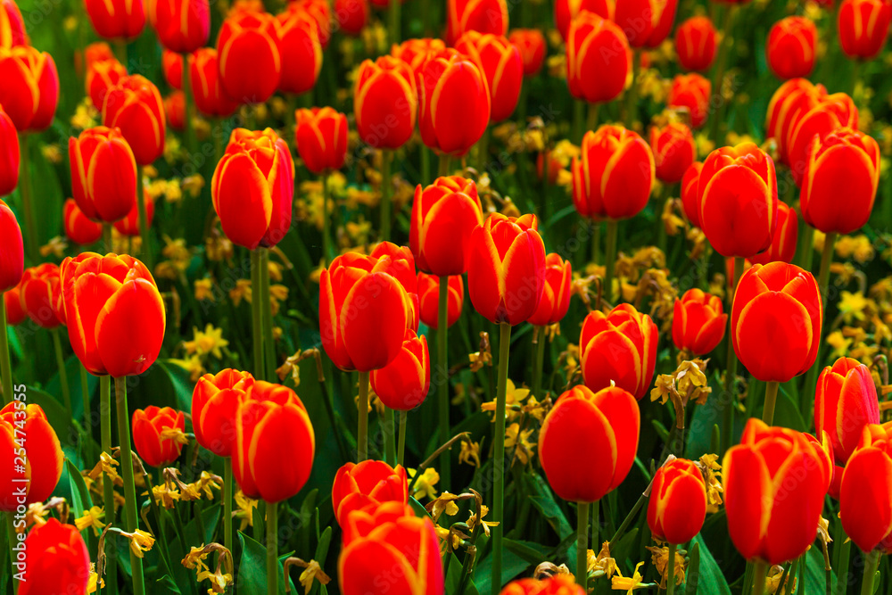 Obraz premium Colorful field of tulips, Netherlands. Keukenhof park, Holland. Flower background.