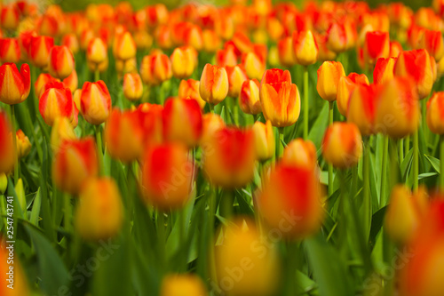 Colorful field of tulips  Netherlands. Keukenhof park  Holland. Flower background.