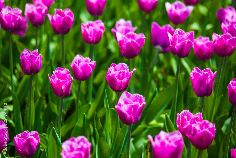 Colorful field of tulips, Netherlands. Keukenhof park, Holland.