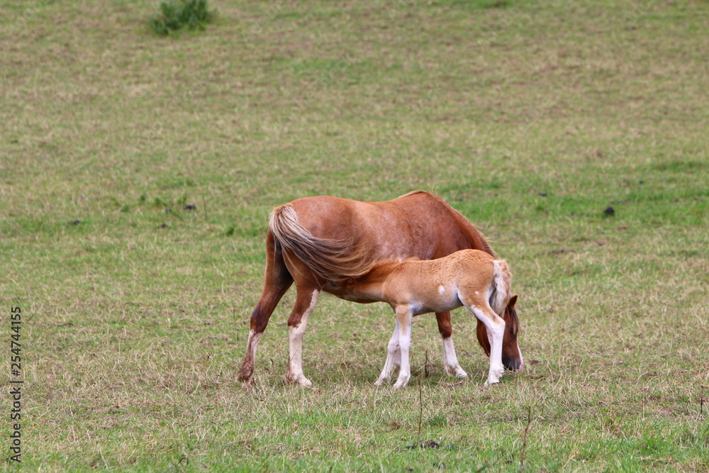 Obraz premium Horses in a field