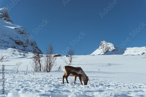 wildes Rentier in Norwegen im Winter 