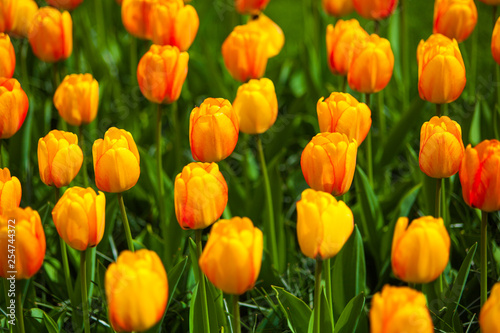 Colorful field of tulips  Netherlands. Keukenhof park  Holland.