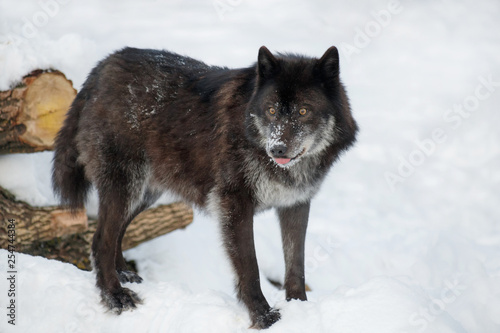Wild black canadian wolf is standing on a white snow. Canis lupus pambasileus. © tikhomirovsergey