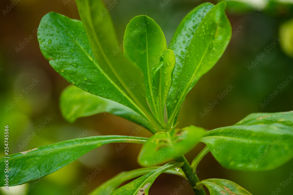 green leaves