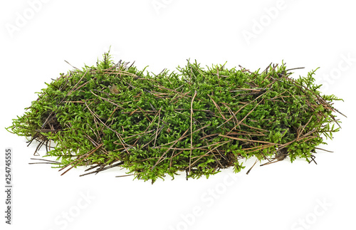 Green forest moss on a white background