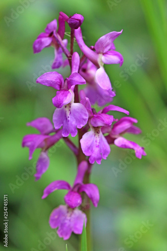 Wild orchid flower