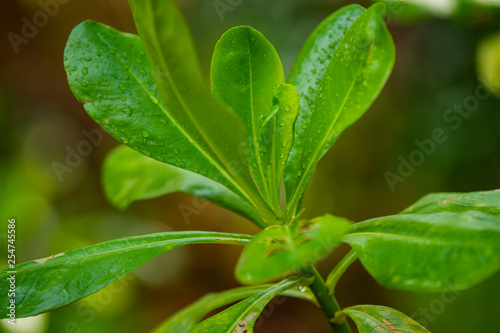 green leaves