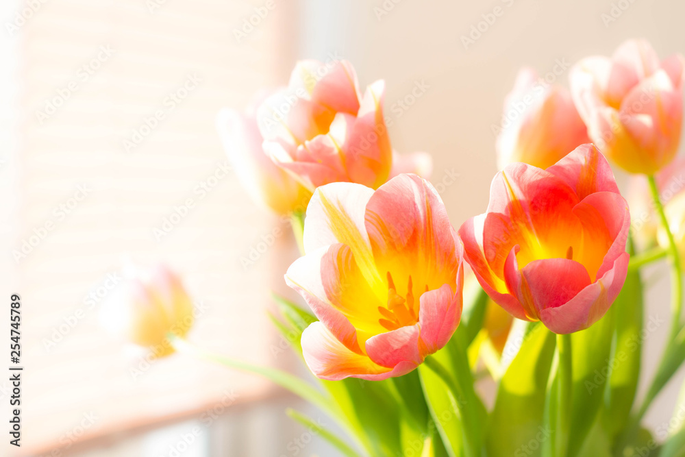 bouquet of soft pink tulips in the sunrays, copy space