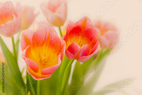 Fototapeta Naklejka Na Ścianę i Meble -  bouquet of soft pink tulips in the sunrays, close up