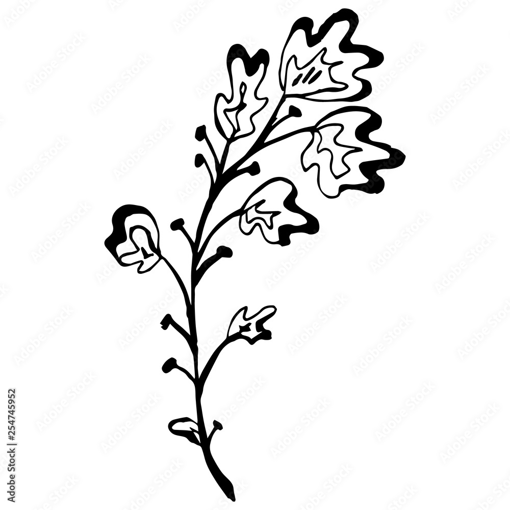 Engraved Vector Hand Drawn Illustrations Of Abstract Oak Branch Isolated on White. Hand Drawn Sketch of a Flower