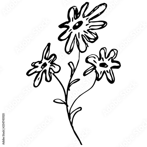 Engraved Vector Hand Drawn Illustrations Of Abstract Chamomile Flower Isolated on White. Hand Drawn Sketch of a Flower