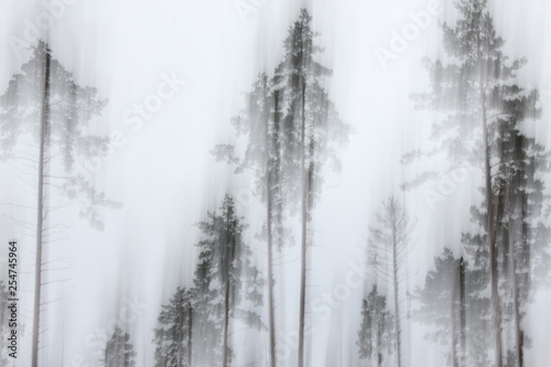 Wallpaper Mural Abstract motion blurred forest background Torontodigital.ca