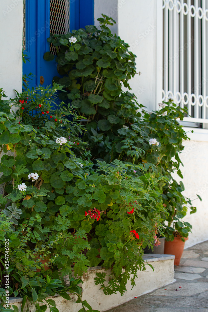 Flowers and plants in Vourliotes, Samos, Greece