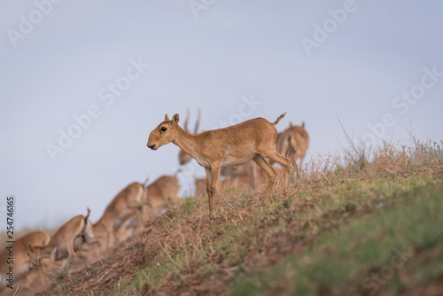 Saiga tatarica is listed in the Red Book, Chyornye Zemli (Black Lands) Nature Reserve, Kalmykia region, Russia