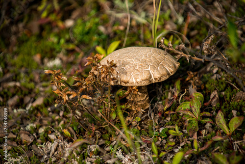 Pilz © Konstantin