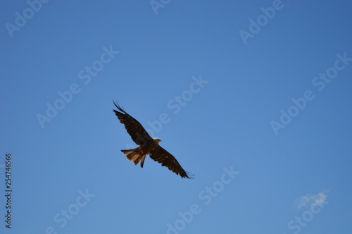A flying eagle