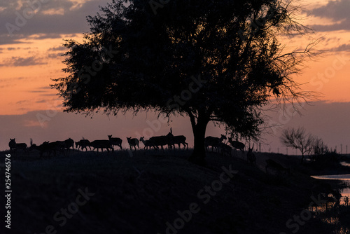 Silhouette of a saiga at sunset. Saiga tatarica is listed in the Red Book  Chyornye Zemli  Black Lands  Nature Reserve  Kalmykia region  Russia.