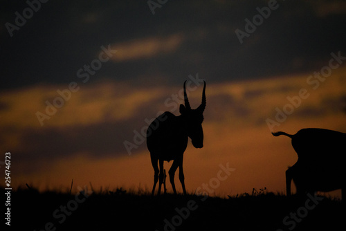 Silhouette of a saiga at sunset. Saiga tatarica is listed in the Red Book  Chyornye Zemli  Black Lands  Nature Reserve  Kalmykia region  Russia.