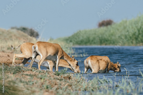 Saigas at a watering place drink water and bathe during strong heat and drought. Saiga tatarica is listed in the Red Book, Chyornye Zemli (Black Lands) Nature Reserve, Kalmykia region, Russia. © Nikolay Denisov