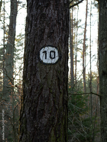 tree number ten